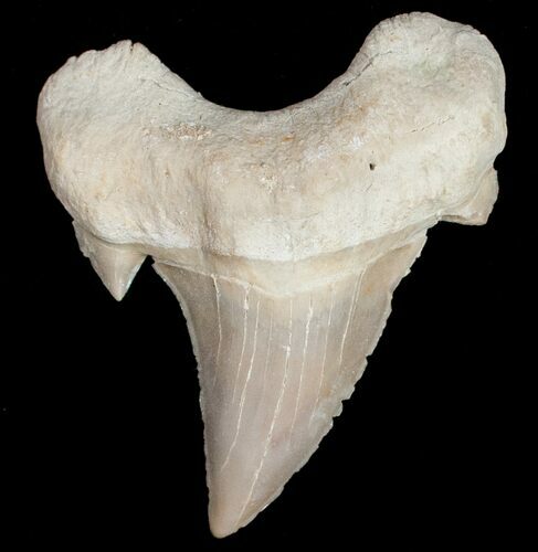 Sharp Otodus Shark Tooth Fossil #11541